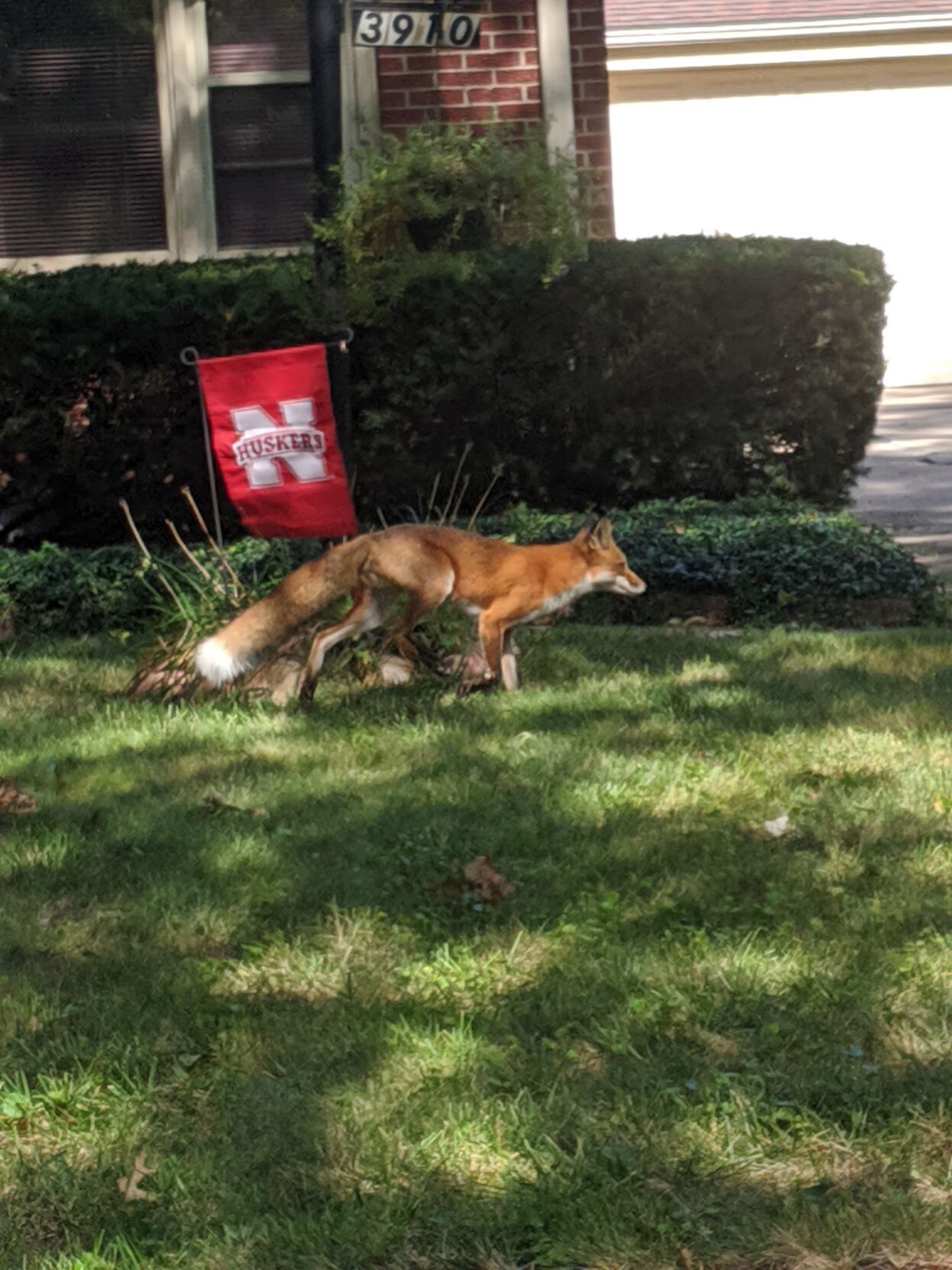 Fox